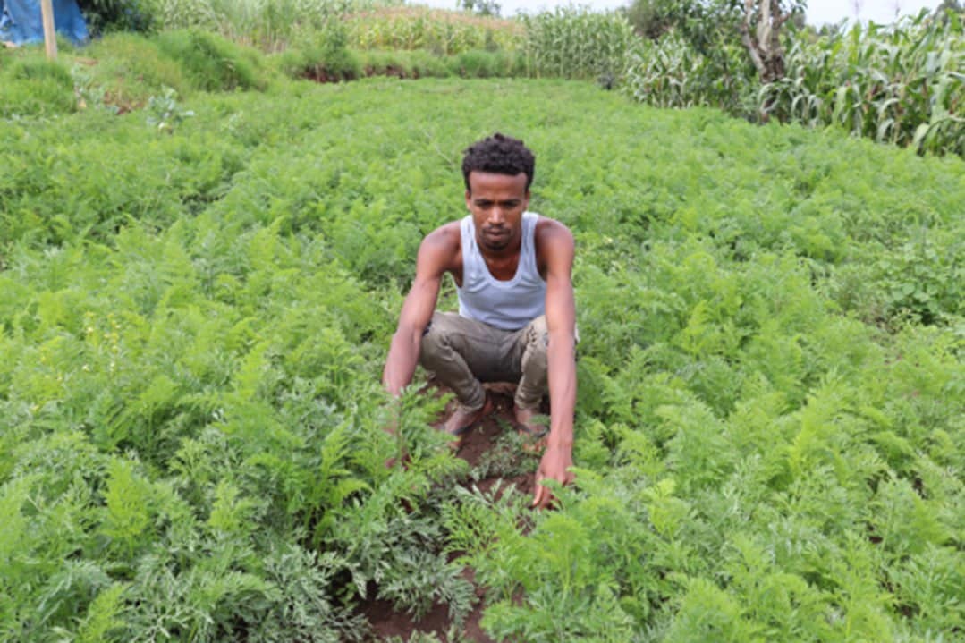 HARAMAYA FARMERS’ COOPERATIVE UNION (LTD)