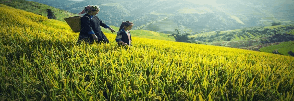 HFCO Farmers’ Cooperative Union Empowering Farmers, Growing Together!