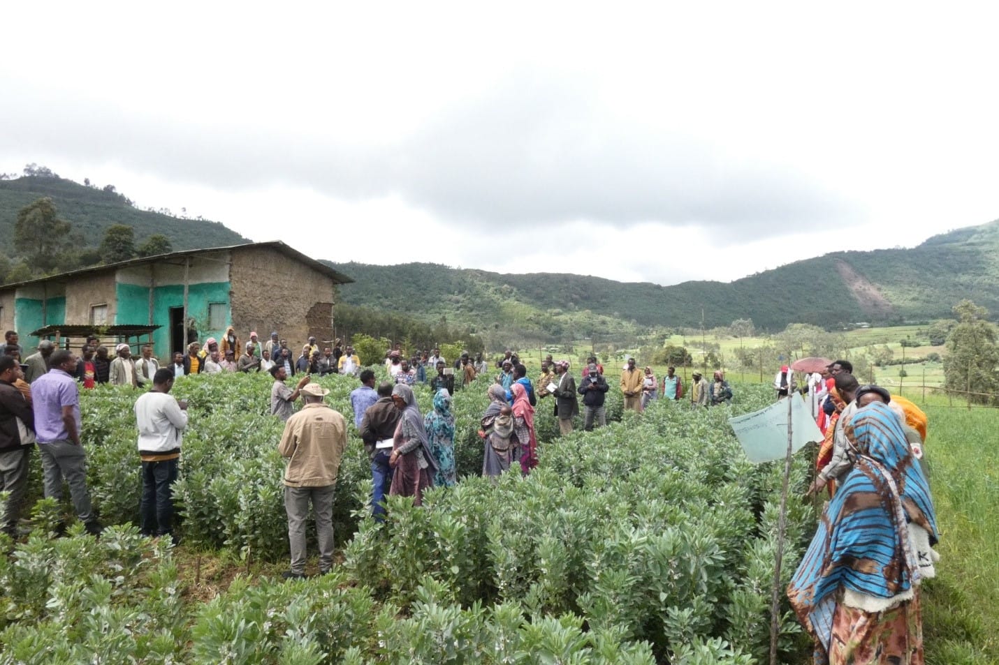 HFCO Farmers’ Cooperative Union Empowering Farmers, Growing Together!