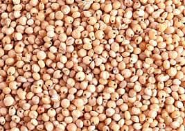 SORGHUM /SORGUM