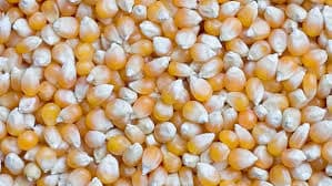 Maize (Corn) – The Essential Grain for Your Diet